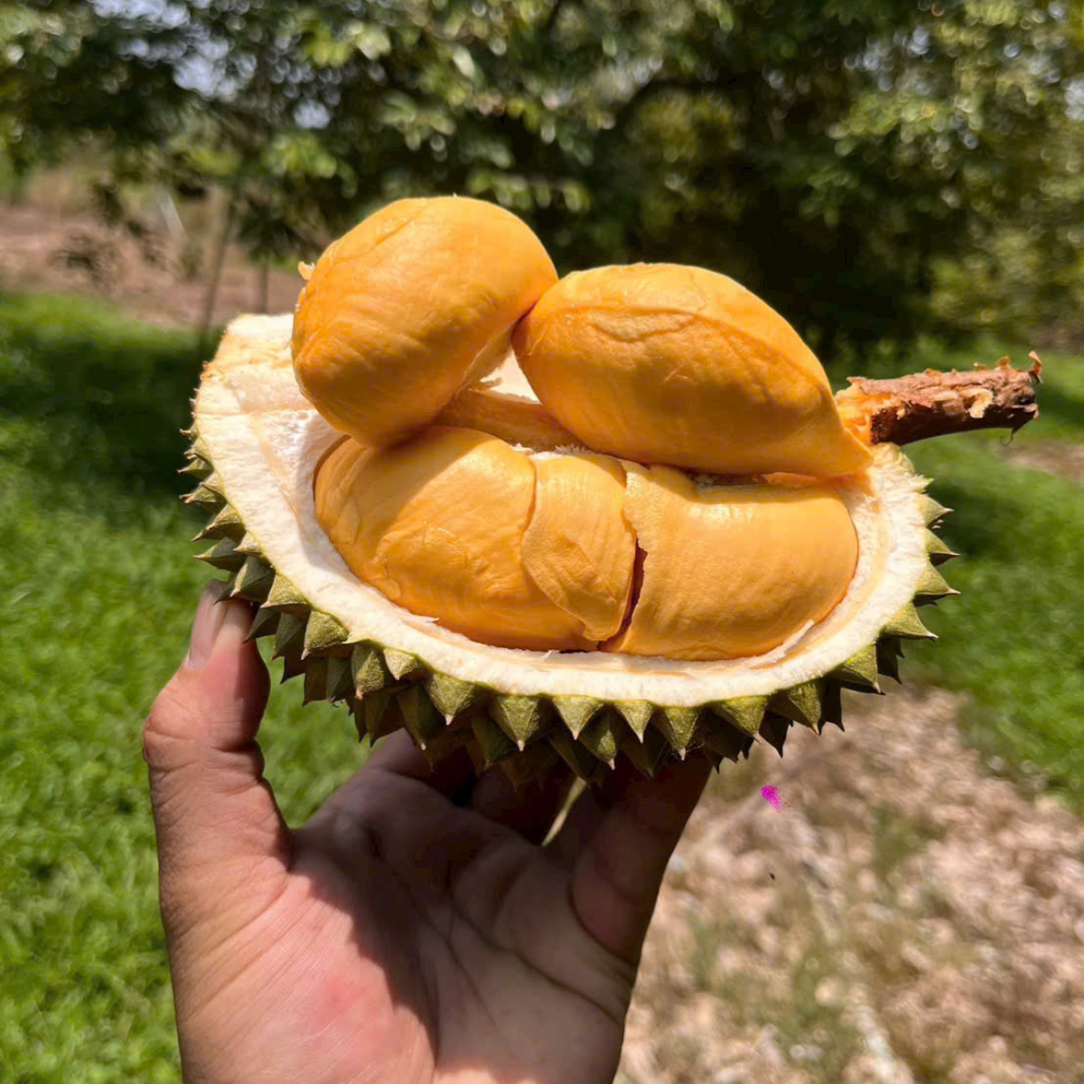 Sầu riêng blackthorn