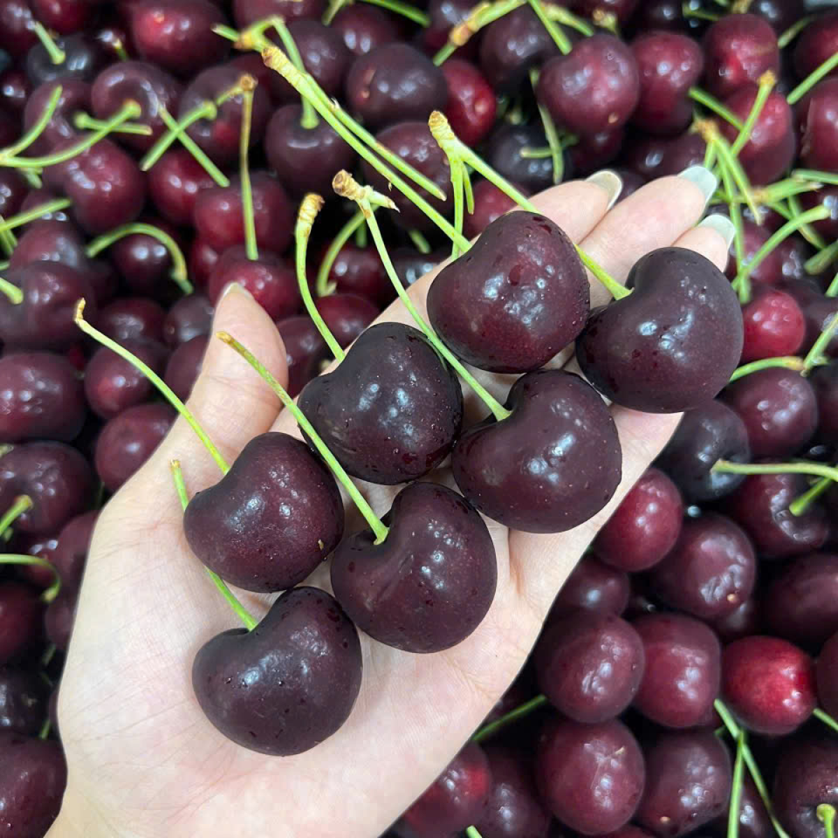 Cherry Mỹ