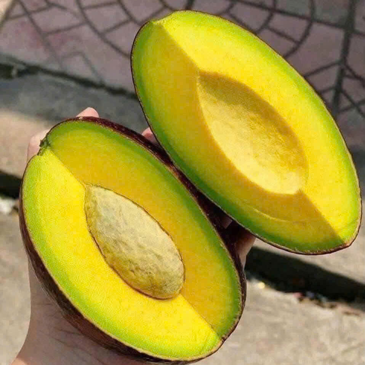 Bơ Cuba