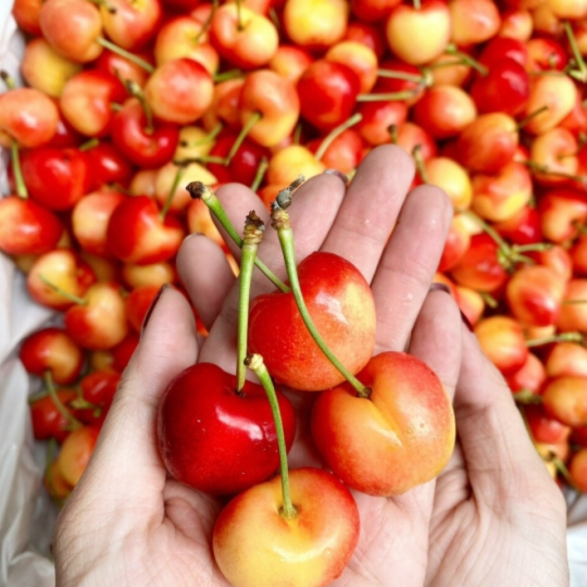 Cherry Vàng Mỹ