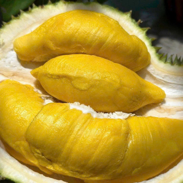 Sầu riêng Musangking