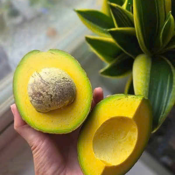 Bơ TA21