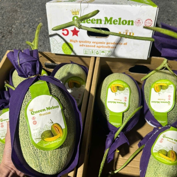 Dưa lưới Queen Melon