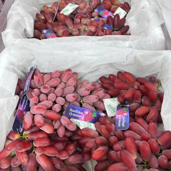 Nho Đỏ Crimson NĐT